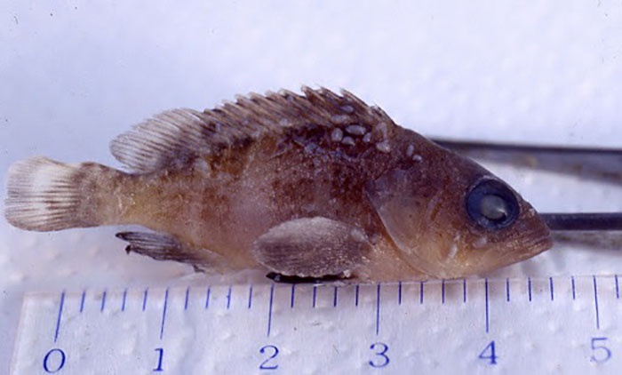 Cá mú mắc bệnh.